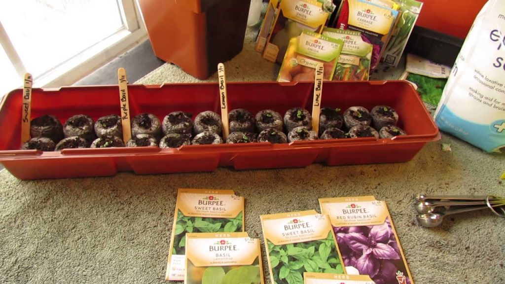 4 Kinds of Basil and Planting in Peat Pellets Update: The Seedlings! - MFG 2014