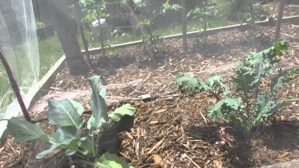 Gary Pilarchik: Fabric Tent For Kales & Collards: No More Cabbage Loopers! – The Rusted Garden 2013 Fabric Tent For Kales & Collards: No More Cabbage Loopers! - The Rusted Garden 2013