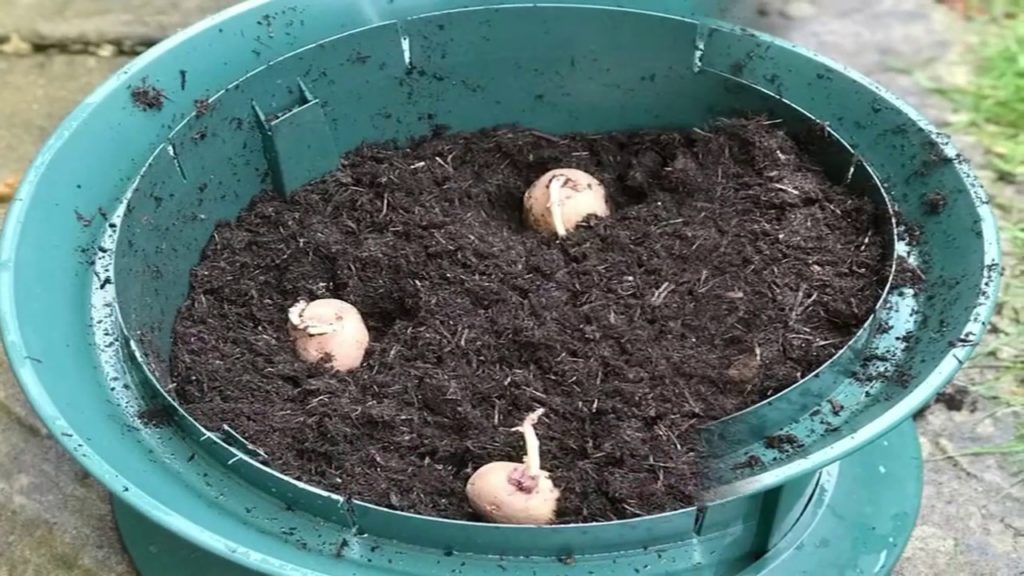 13 Easiest Vegetables To Grow In Containers - Gardening Tips