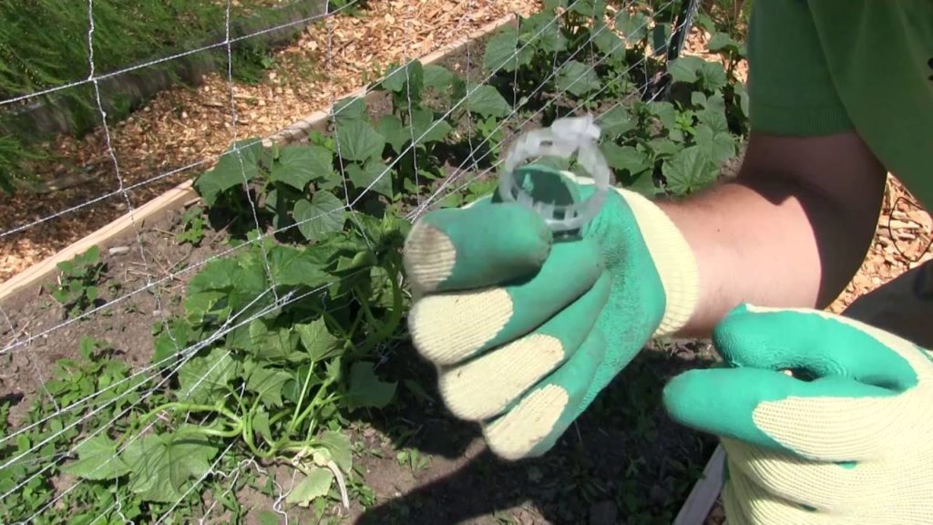 How We Trellis Cucumbers to Reduce Disease & Maximize Production