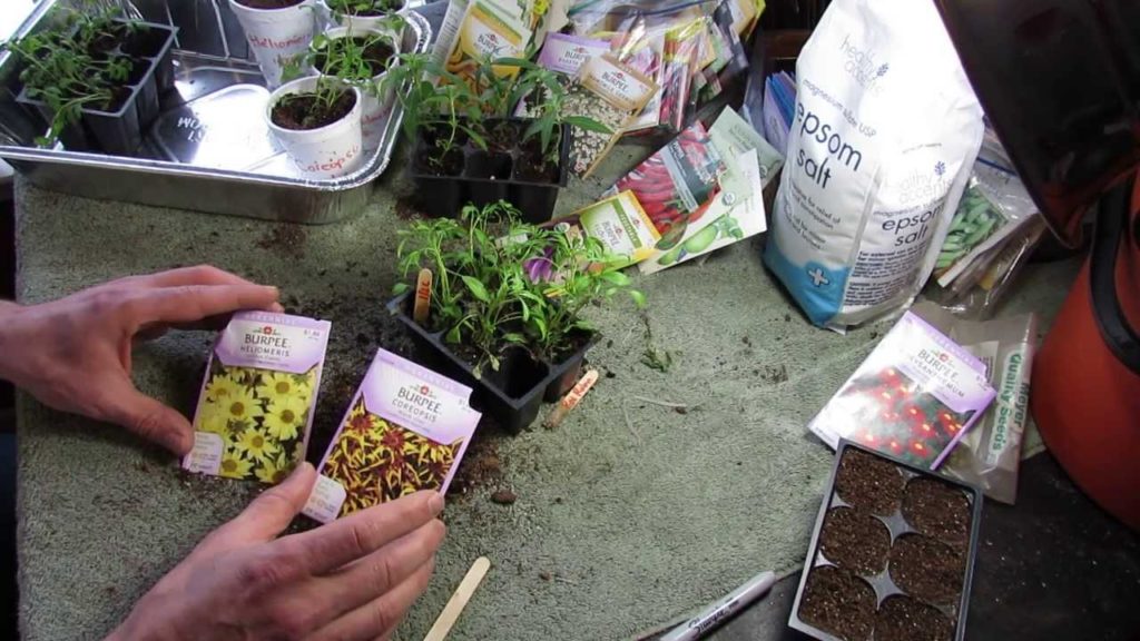 Gary Pilarchik: Garden Flowers: Heliomeris and Coreopsis: Yellow Perennials! – MFG 2014 Garden Flowers: Heliomeris and Coreopsis: Yellow Perennials! - MFG 2014