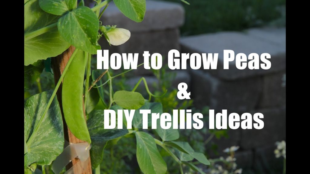 CaliKim: How To Plant and Grow Peas and Easy DIY Trellis ideas How To Plant and Grow Peas and Easy DIY Trellis ideas