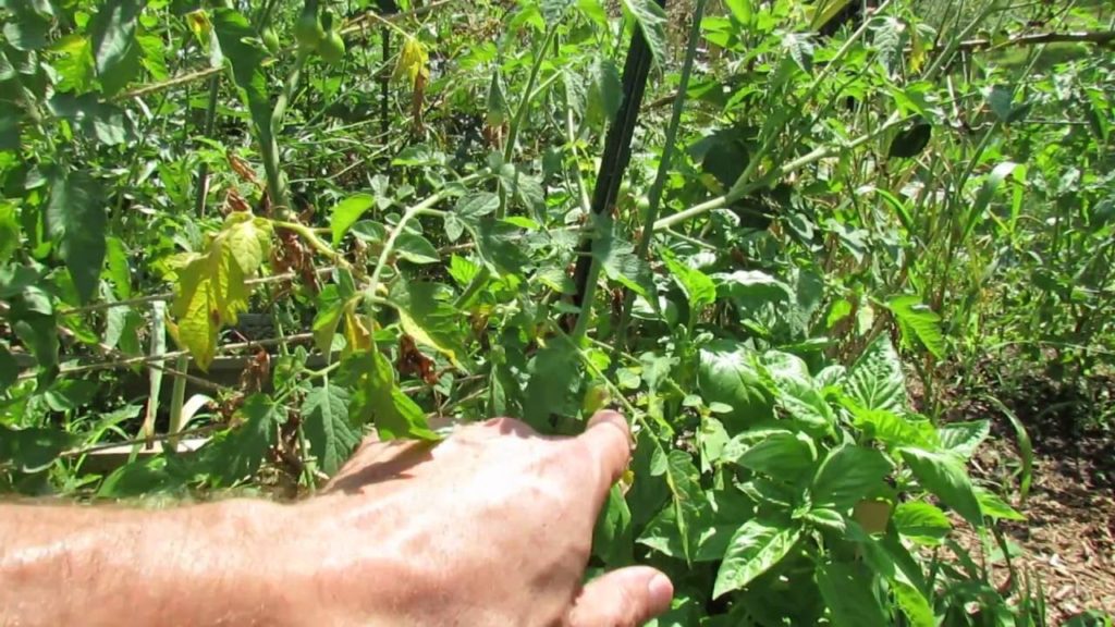 Heat Damage on Indeterminate Tomatoes: Yellowing, Browning, Drying - It's Not Disease! -TRG 2016