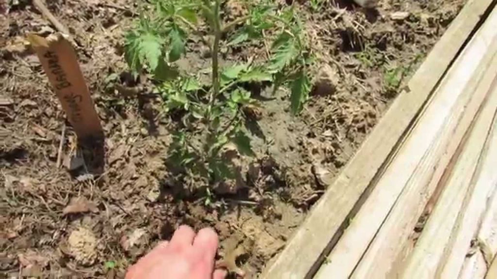 Why & How to Create a Tomato Disease Soil Splash Barrier: Yep Mulch! - TRG 2014