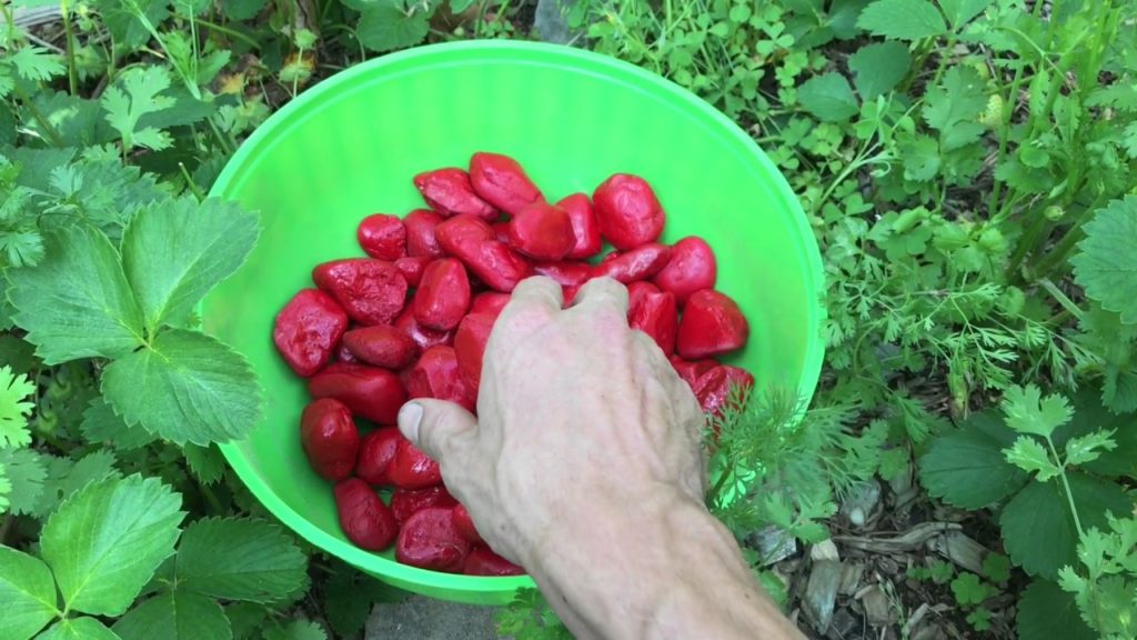 How To Harvest More Strawberries Using Rocks - Garden Tips