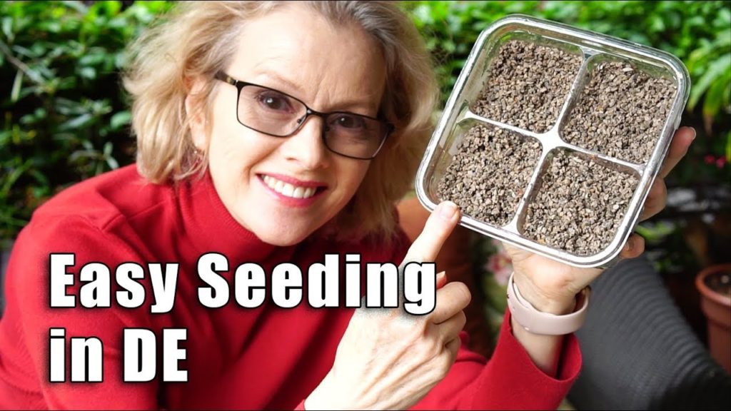 Seeding in Diatomaceous Earth DE | Garlic Bulbils | Los Angeles Garden