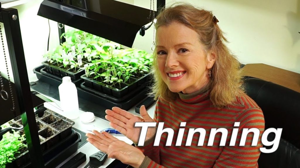How to Thin Seedlings | Tomatoes, Peppers, Basil, Sweet Annie | Vlog