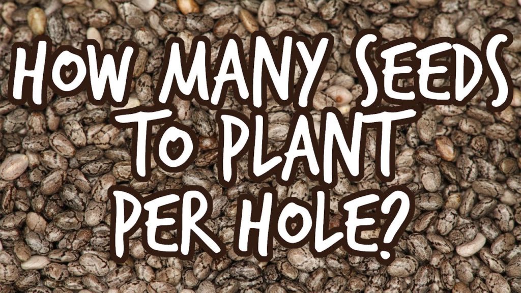 How to Guarantee Seed Germination With Math!