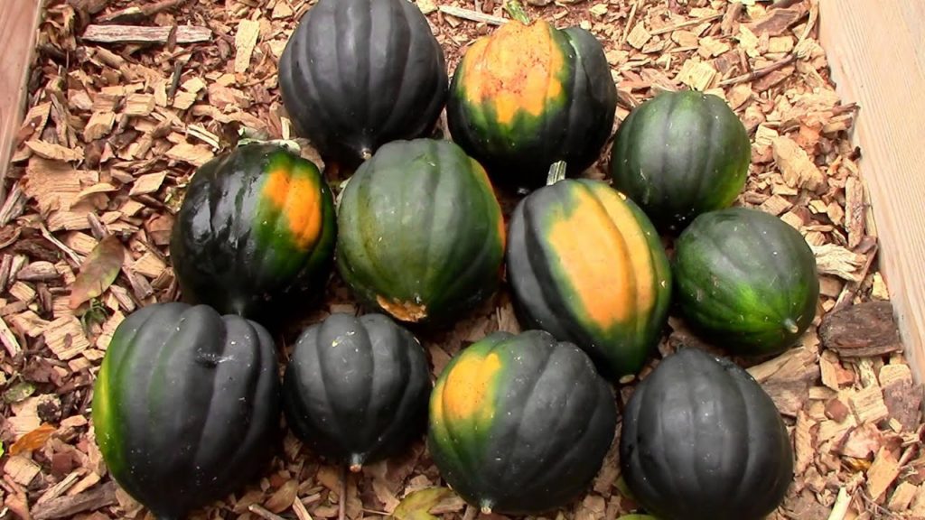 Early Autumn Harvest Before the Frost in Zone 5 (Fall Harvest)
