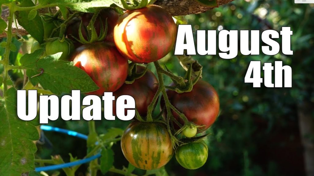 August Urban Garden Update | Garden Tour | Los Angeles