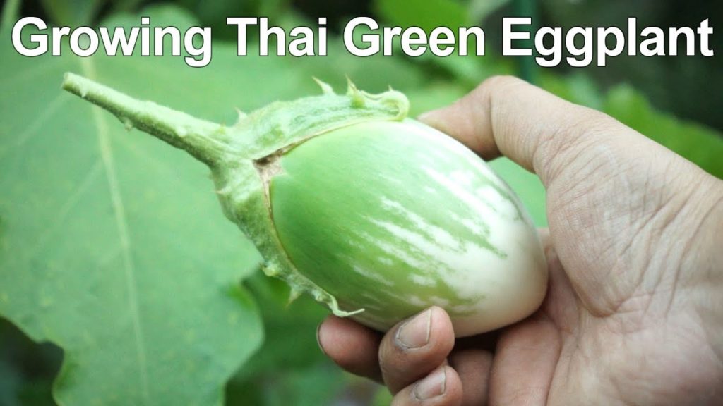 California Gardening: How To Grow Green Eggplant / Green Brinjal – Thai Eggplant Growing How To Grow Green Eggplant / Green Brinjal - Thai Eggplant Growing
