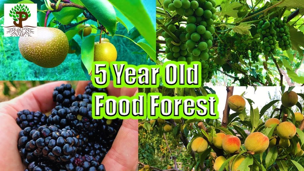 James Prigioni: 5 YEAR OLD SUBURBAN FOOD FOREST! 5 YEAR OLD SUBURBAN FOOD FOREST!