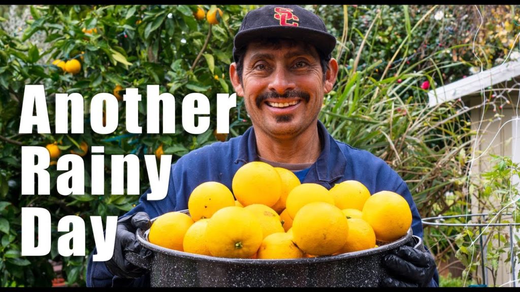 Kaye Kittrell: Garden Workday | Orange Harvest, Garden Tour | Los Angeles Garden Workday | Orange Harvest, Garden Tour | Los Angeles