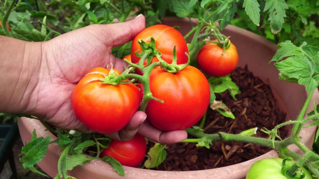 Compact Tomato Plant - Growing Red Pride Hybrid Short Determinate Tomatoes
