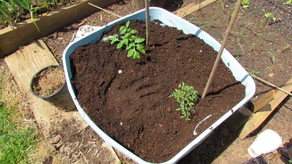 Gary Pilarchik: Planting Tomatoes in 18 Gallon Containers: Preparing the Soil & Egg Shells – The Rusted Garden 2013 Planting Tomatoes in 18 Gallon Containers: Preparing the Soil & Egg Shells - The Rusted Garden 2013