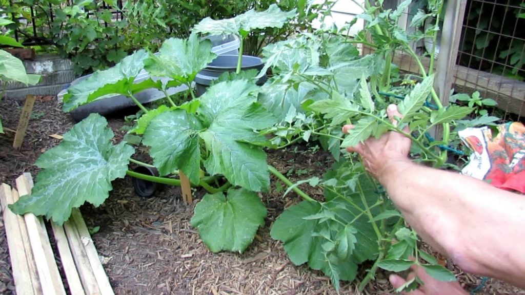 Gary Pilarchik: Gardening 101 Ep10: Staking, Bottom Pruning, Sucker Identification & Hot Composting Gardening 101 Ep10: Staking, Bottom Pruning, Sucker Identification & Hot Composting