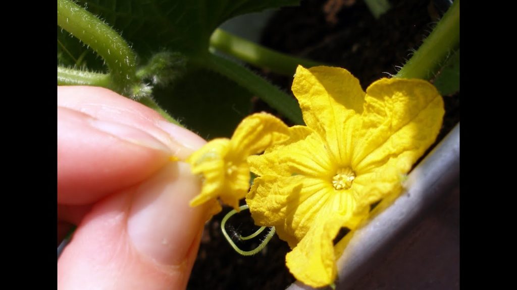 How to Hand Pollinate Cucumbers for Higher Yields