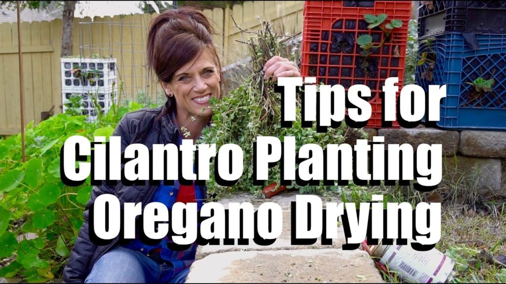 Cilantro Planting and Oregano Drying Tips  #1 // CaliKim Cam