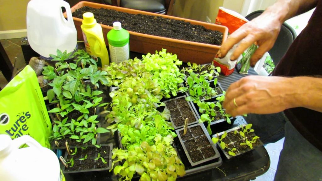 Gary Pilarchik: Seed Starting Your Loose Leaf Lettuces & Greens: Growth, Transplanting & Feeding (2 of 3) Seed Starting Your Loose Leaf Lettuces & Greens: Growth, Transplanting & Feeding (2 of 3)