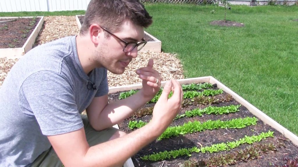 Using Molasses for Amazing Results in High Intensity Organic Gardening