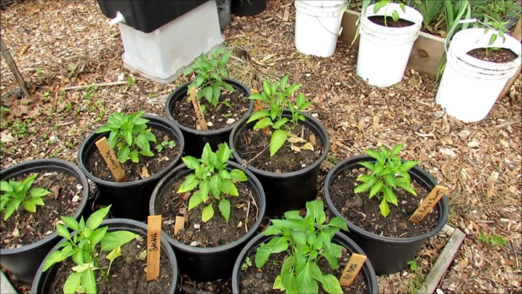 Tour of My 2 Gardens, Containers, Tips & MY Other Channel: My Community Garden & The Rusted Garden