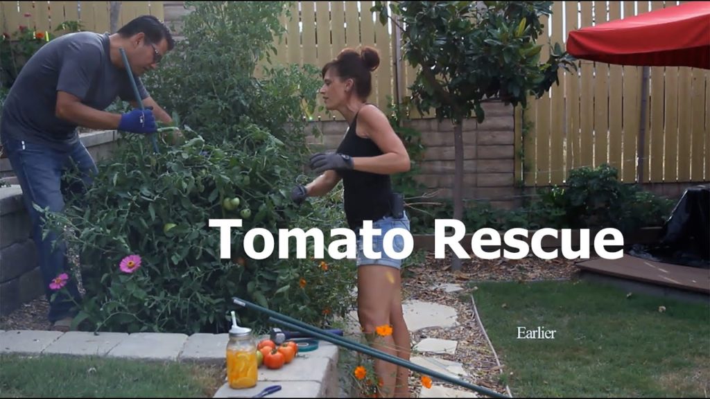 Tomato Cage Collapse and Rescue