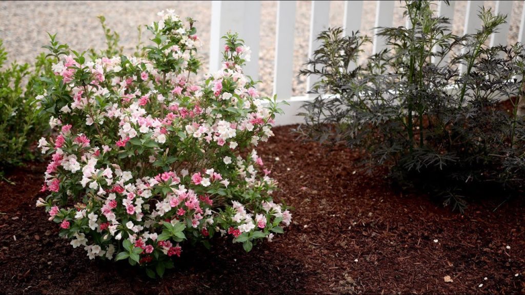 Garden Answer: Czechmark Trilogy Weigela 🌸 // Garden Answer Czechmark Trilogy Weigela 🌸 // Garden Answer