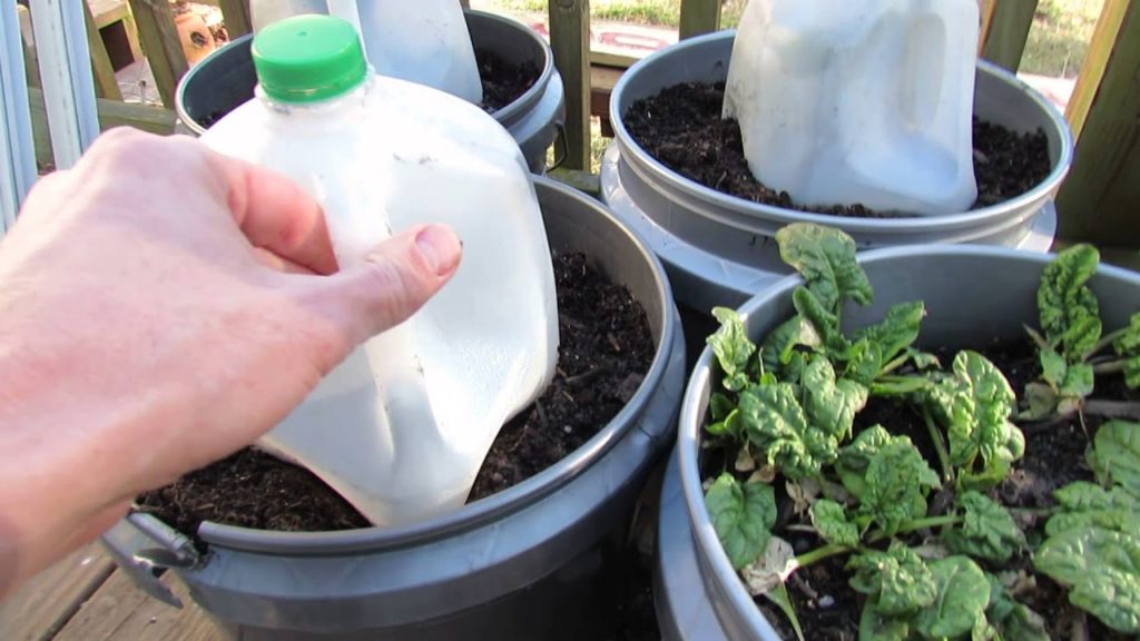 Quick Frost Protection Using Milk Containers: And Snow Protection! - MFG 2014
