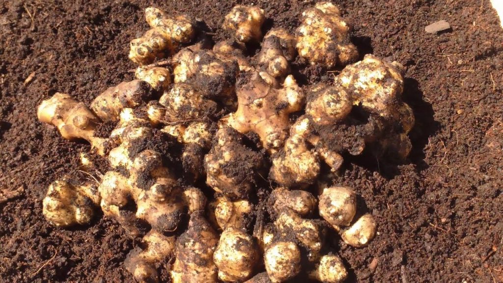 Sunchokes, Sea Kale, Tree Collards, & Where's Good King Henry?