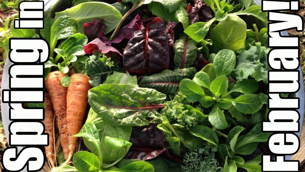 One Yard Revolution: Growing Like it's Springtime In February! (Zone 5) Growing Like it's Springtime In February! (Zone 5)