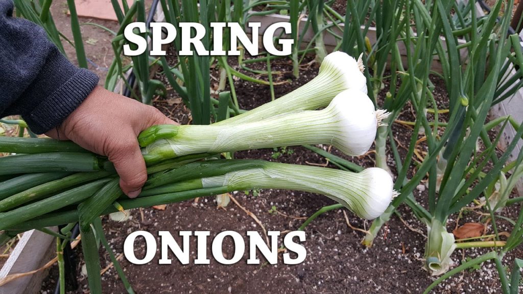 How to grow Spring Onions or Green Onions - Growing Crystal White Wax Onions In Raised Beds