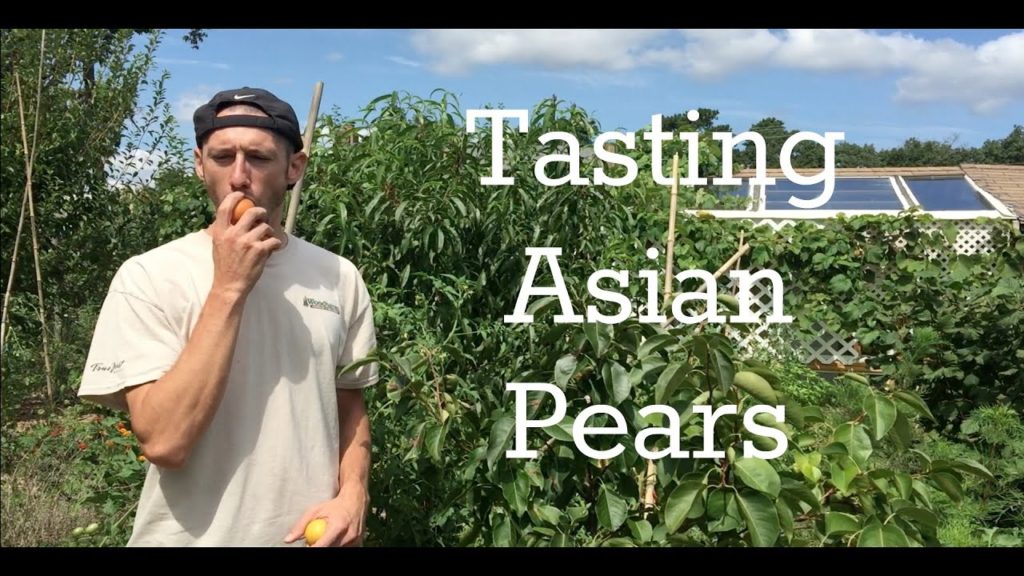 James Prigioni: Tasting Asian Pears Tasting Asian Pears