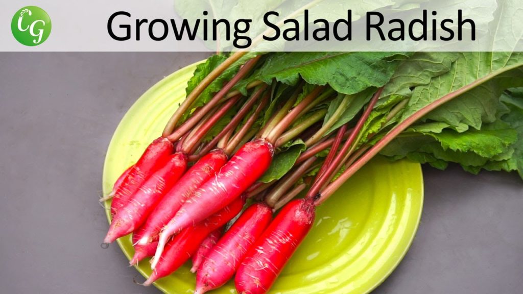 California Gardening: Growing Radish – Salad Rose – A Delicious Radish Variety! Growing Radish - Salad Rose - A Delicious Radish Variety!