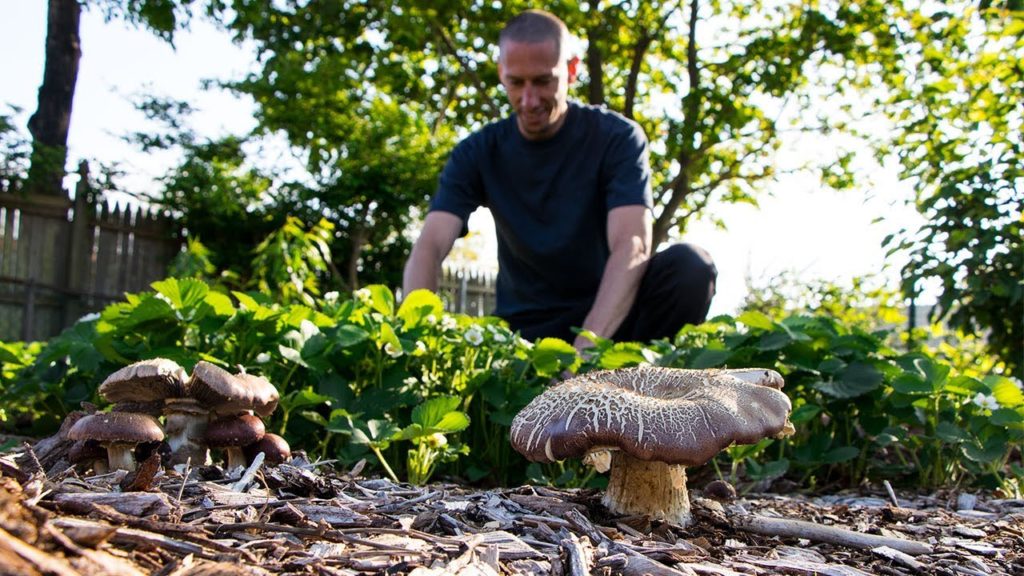 James Prigioni: Permaculture Food Forest Garden Permaculture Food Forest Garden