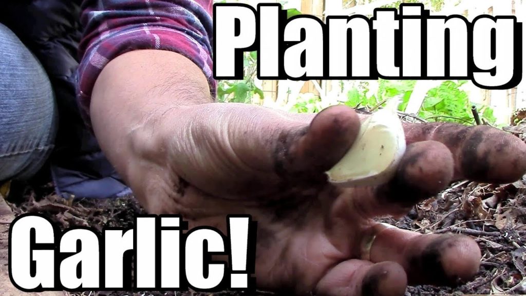 One Yard Revolution: Planting Music Garlic & Pioneer Garlic (a Cold Hardy Softneck)! Planting Music Garlic & Pioneer Garlic (a Cold Hardy Softneck)!