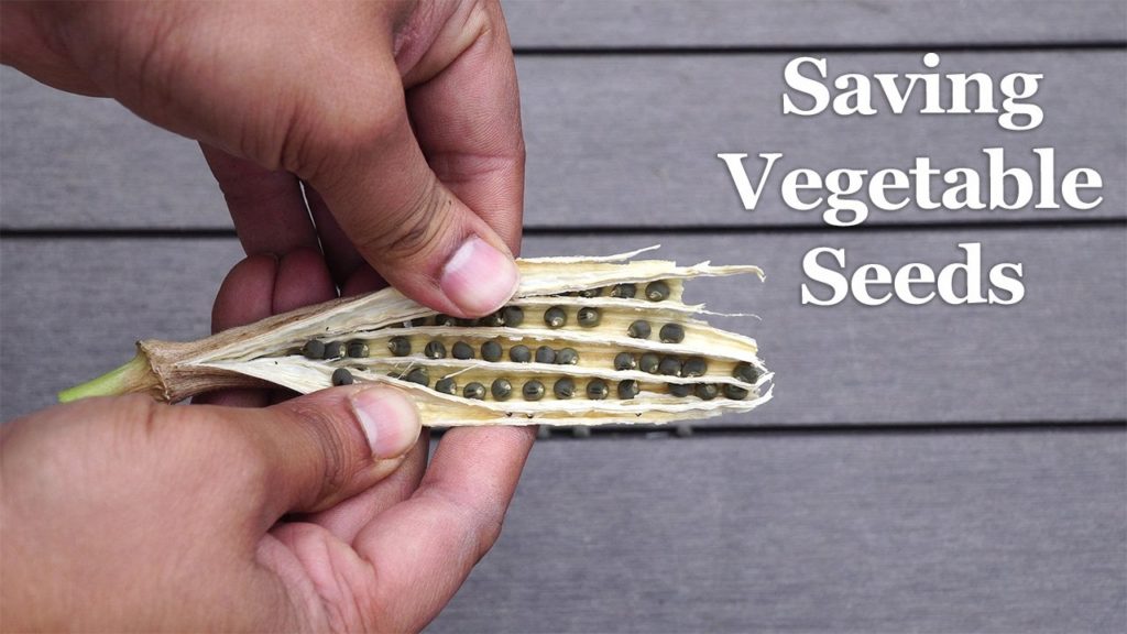 Saving Vegetable Seeds - How To Save Your Seeds For The Next Season