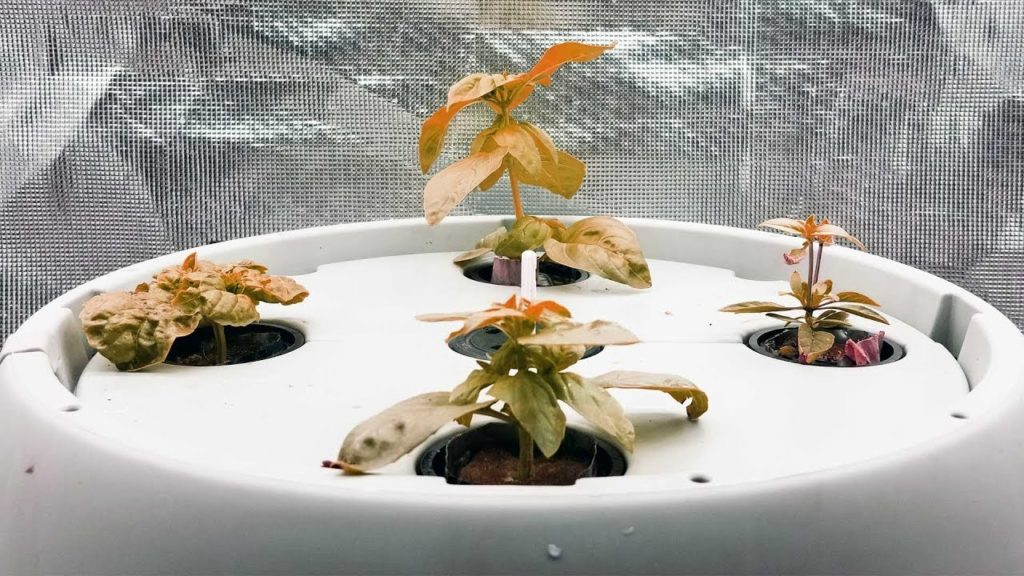 Epic Gardening: How to Grow a Hydroponic Basil Jungle In a Deep Water Culture System How to Grow a Hydroponic Basil Jungle In a Deep Water Culture System
