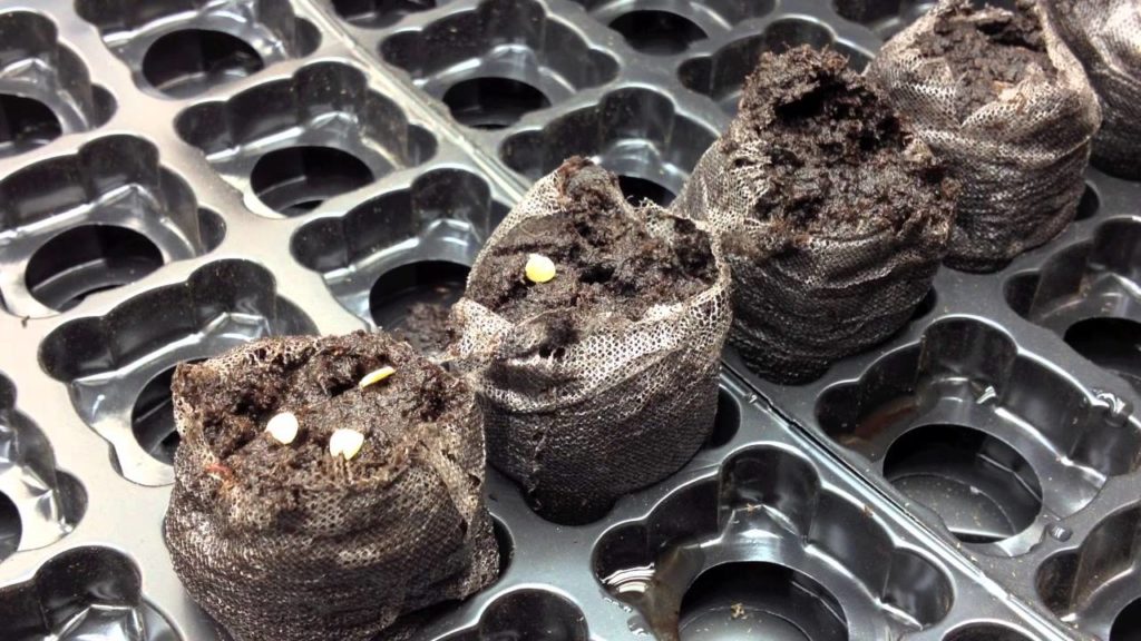 How to start Seeds using Peat Pods in the Alberta Urban Garden
