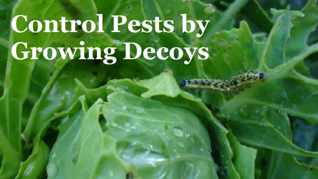 Huw Richards: How to Organically Control Pests by Growing Decoy Plants (Trap Crops) How to Organically Control Pests by Growing Decoy Plants (Trap Crops)