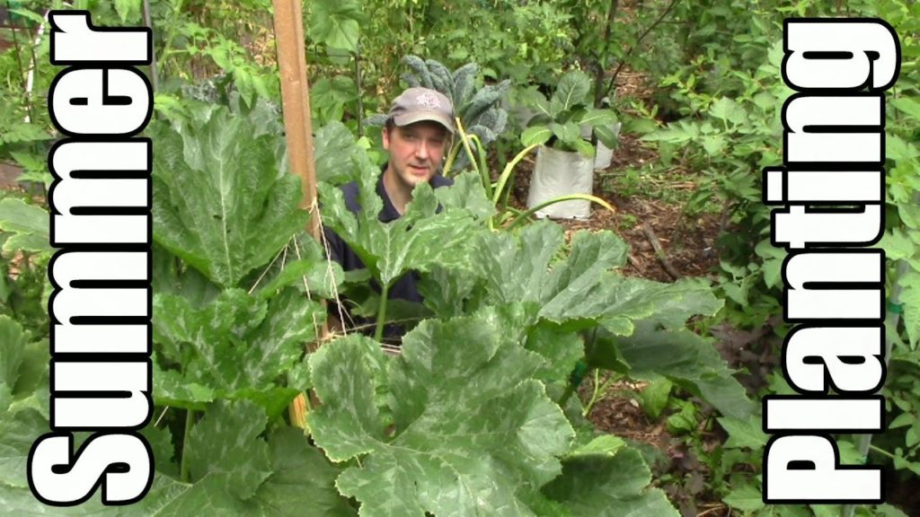 Summer Succession Planting for a Continuous Harvest & Higher Yields