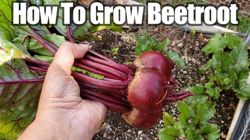 Growing Beetroot or Beets In Your Vegetable Garden - How To Grow Beet or Beetroot