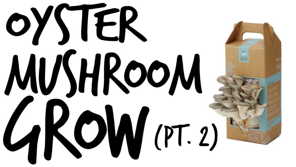 Growing Oyster Mushrooms Pt. 2