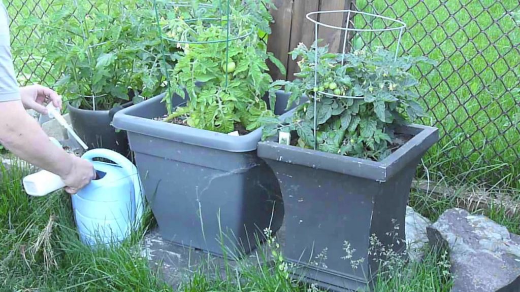 Alberta Urban Garden: Container Tomatoes Pruning and Planting Suckers Organic Fertilizer Alberta Urban Garden Container Tomatoes Pruning and Planting Suckers Organic Fertilizer Alberta Urban Garden