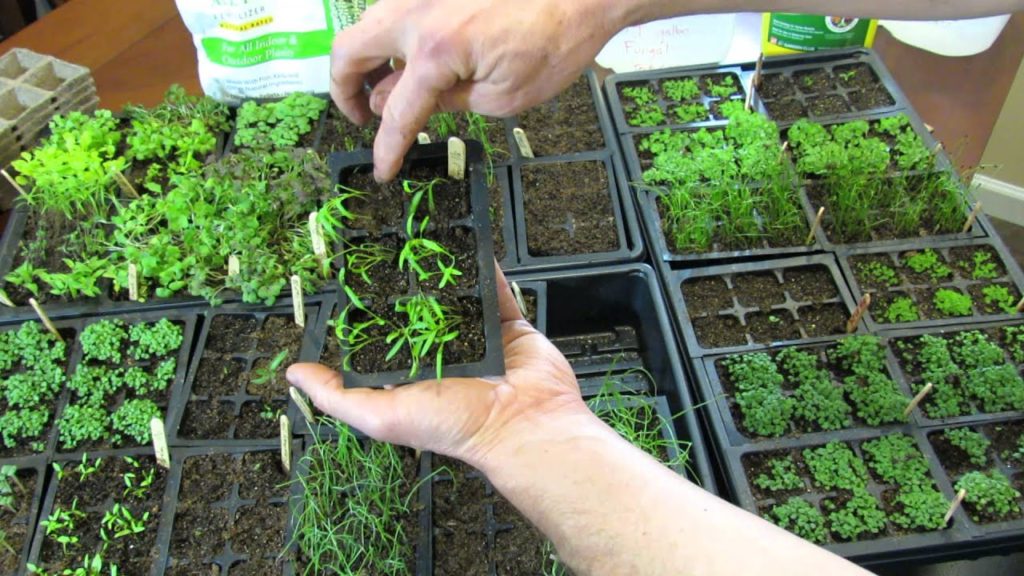 MFG 2016: How to Always Know When Your Vegetable Seeds Starts Need Watering & How to Water