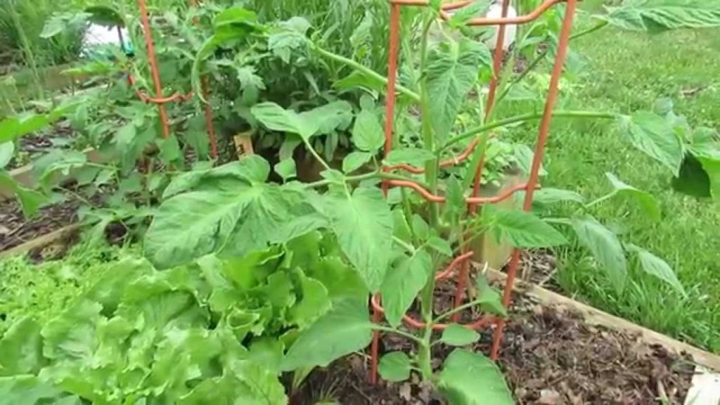The Difference Between a  Potato Leaf & a Regular Leaf Tomato: Structure! - MFG 2014