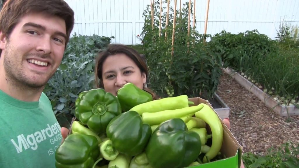 First Pepper Haul From this Years Organic Garden!
