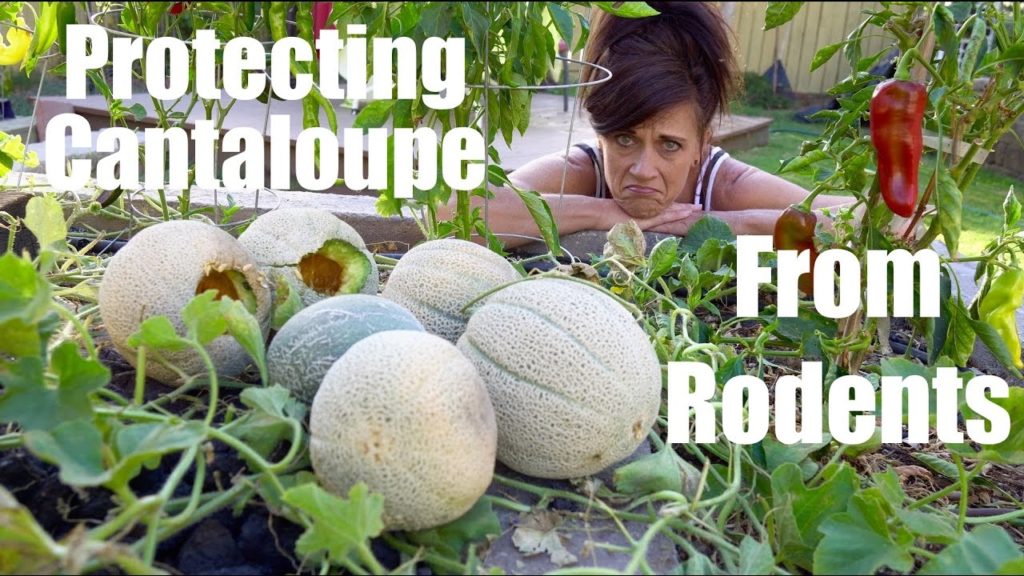 CaliKim: 2 Easy Ways To Protect Cantaloupe & Melons from Rodents // CaliKim Cam 2 Easy Ways To Protect Cantaloupe & Melons from Rodents // CaliKim Cam