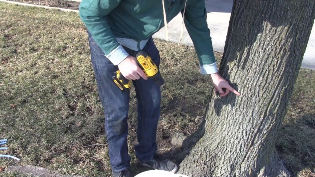 MIgardener: How to Tap Maple Trees EASY! How to Tap Maple Trees EASY!