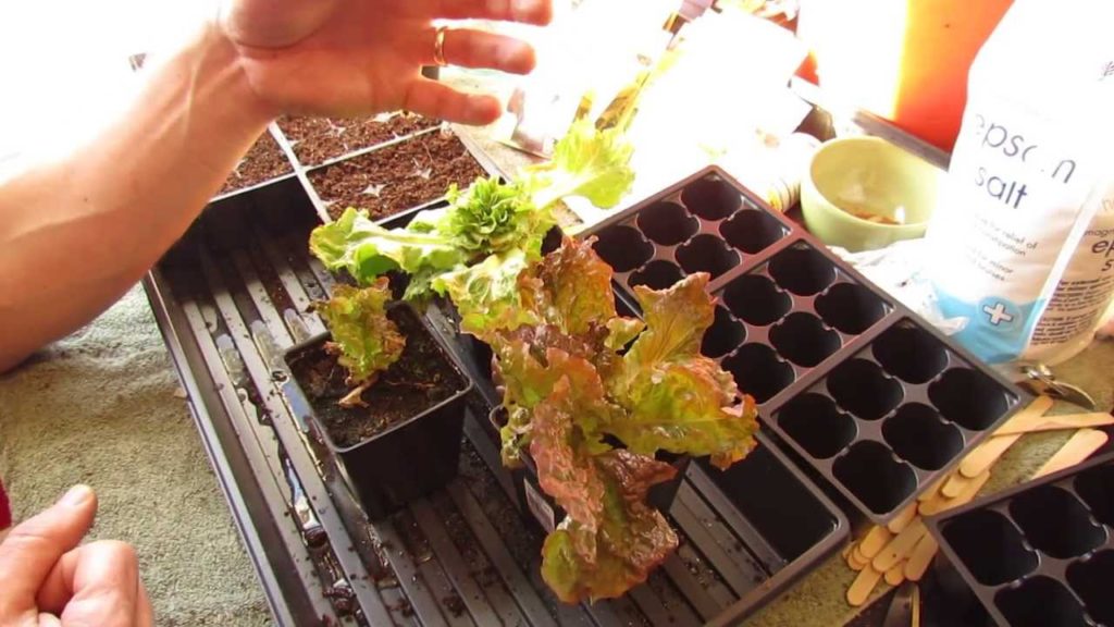 A Method of Harvesting Leaf Lettuces: 'Cut and Come Again' - MFG 2014