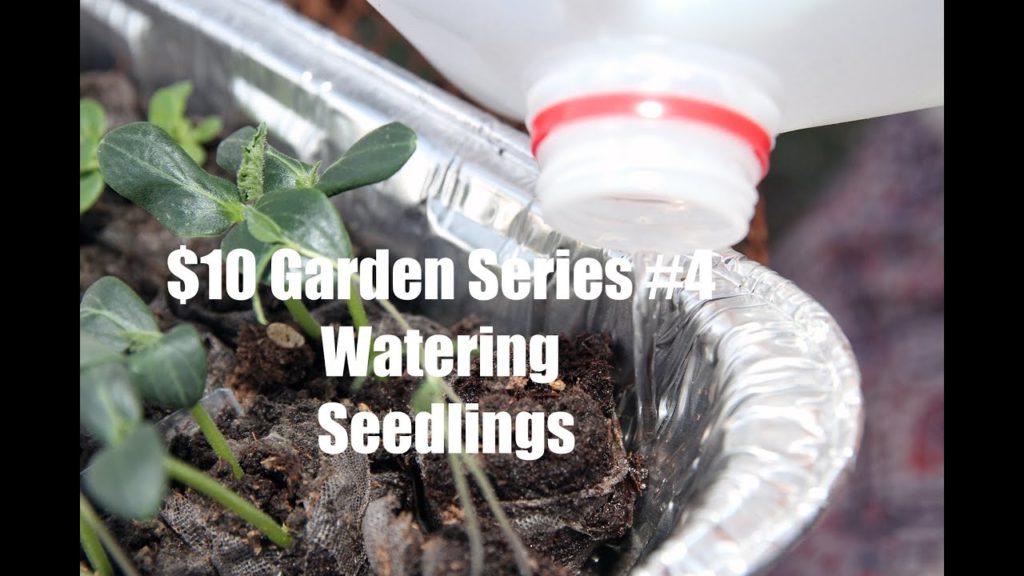 CaliKim: $10 Garden Series #4 – How To Water Vegetable Seedlings $10 Garden Series #4 - How To Water Vegetable Seedlings